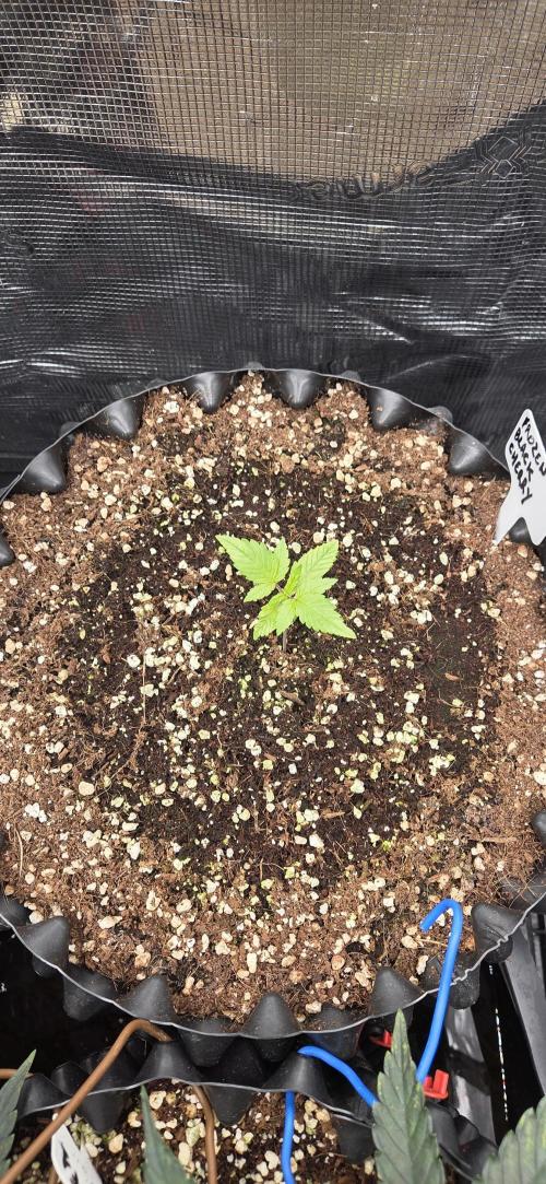 Frozen black cherry. Week 1