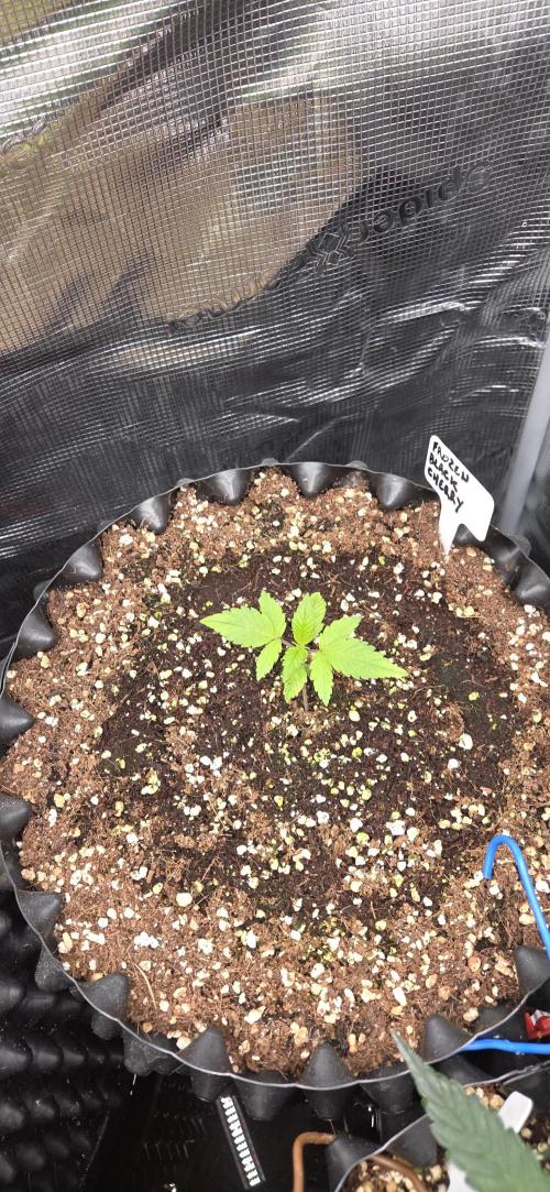 Frozen black cherry. Week 2