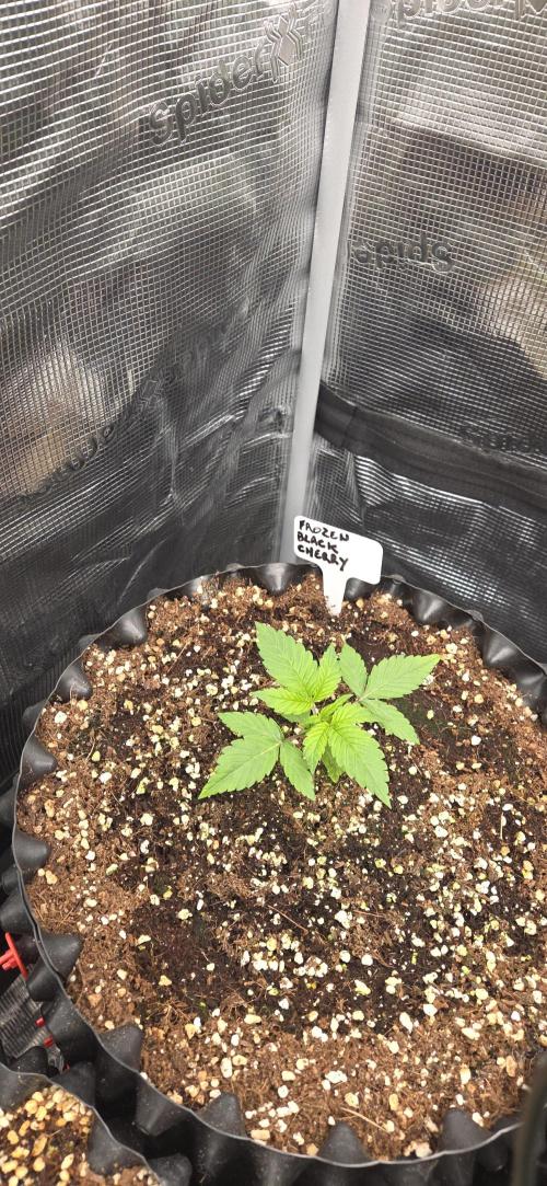 Frozen black cherry. Week 2