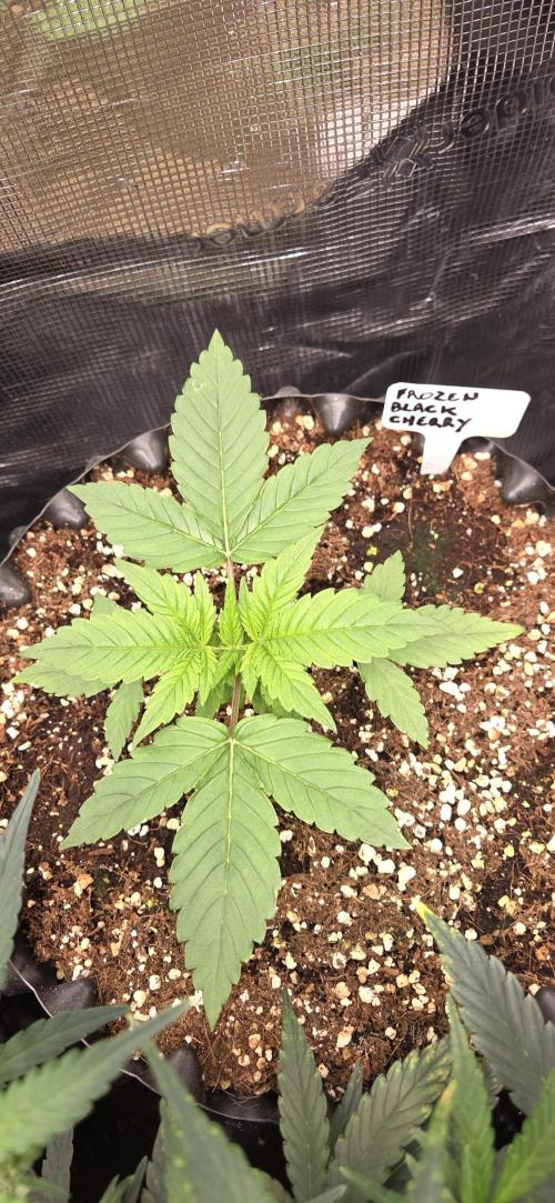 Frozen black cherry. Week 3