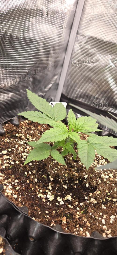 Frozen black cherry. Week 3
