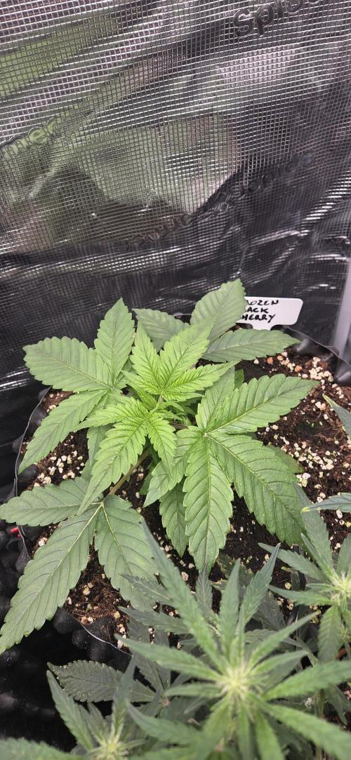 Frozen black cherry. Week 3