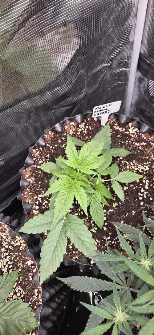 Frozen black cherry. Week 3