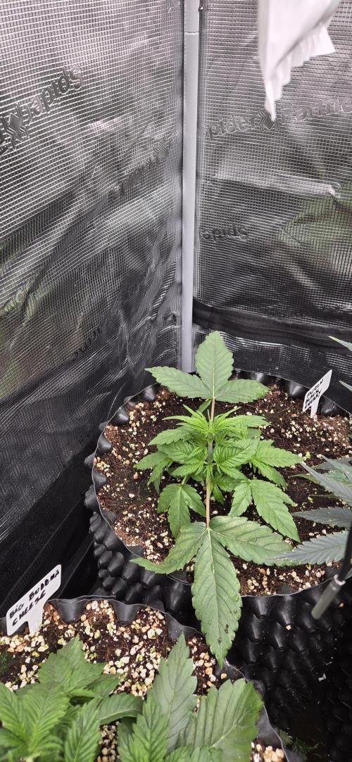 Frozen black cherry. Week 3