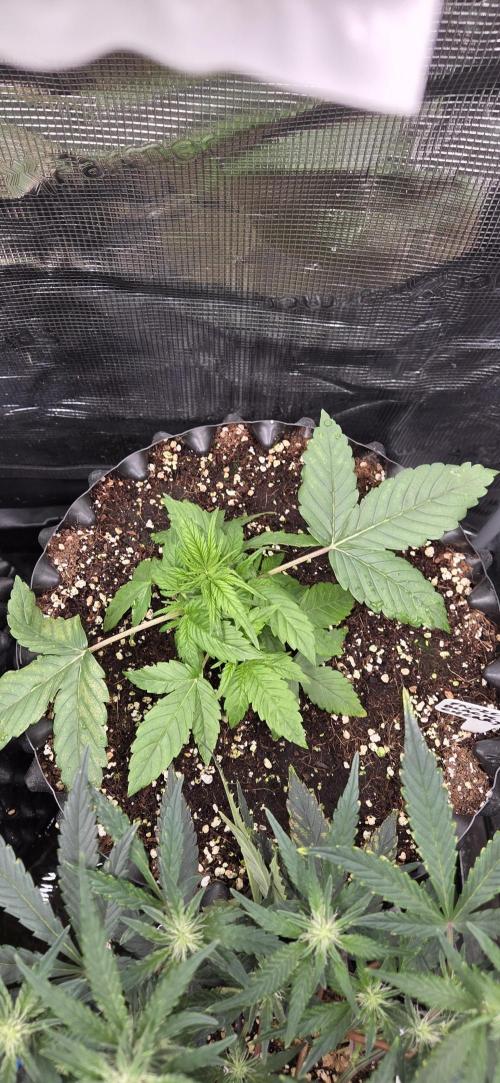 Frozen black cherry. Week 3