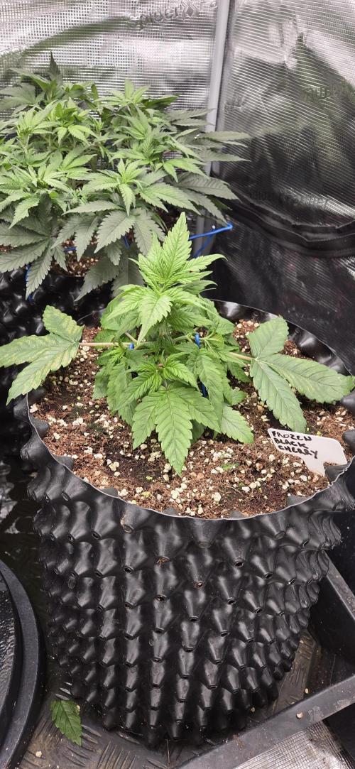 Frozen black cherry. Week 3