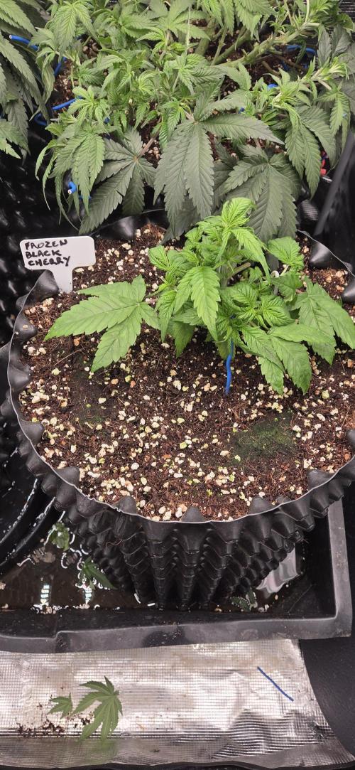Frozen black cherry. Week 4