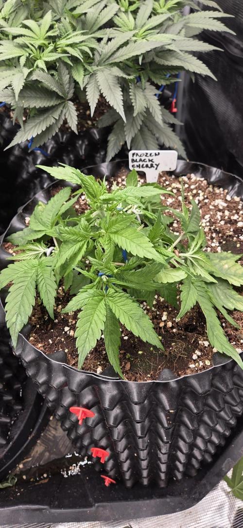 Frozen black cherry. Week 4