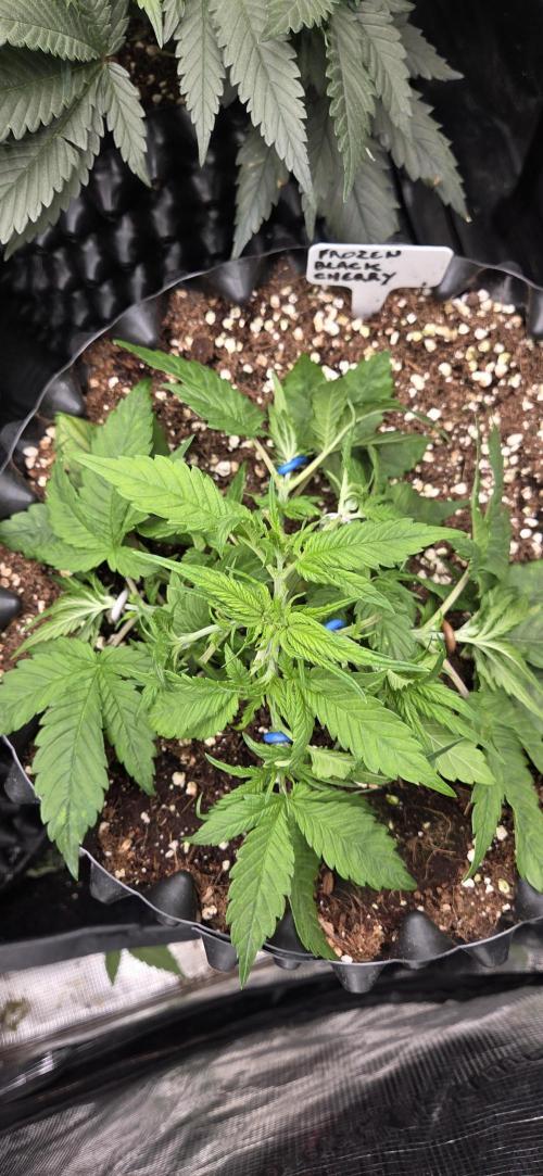 Frozen black cherry. Week 4
