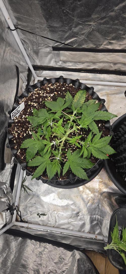 Frozen black cherry. Week 4