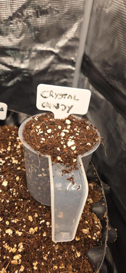 Crystal Candy. Week 0