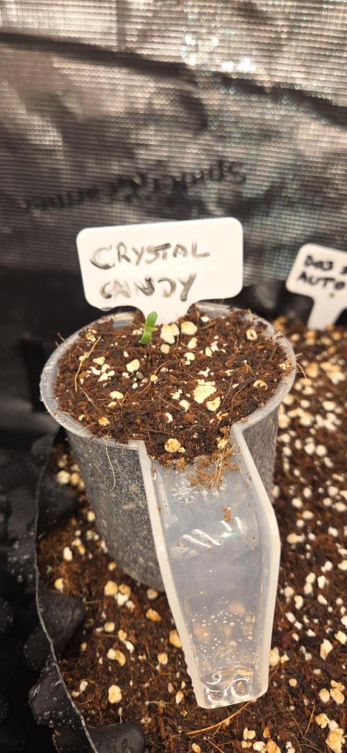Crystal Candy. Week 0
