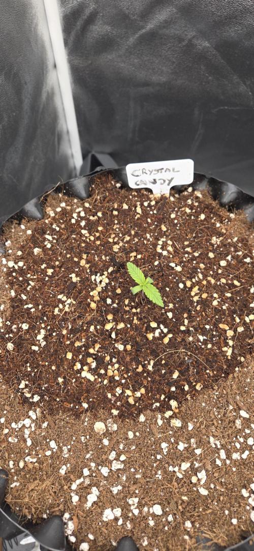 Crystal Candy. Week 1