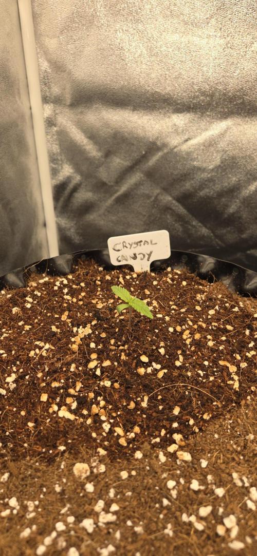 Crystal Candy. Week 1