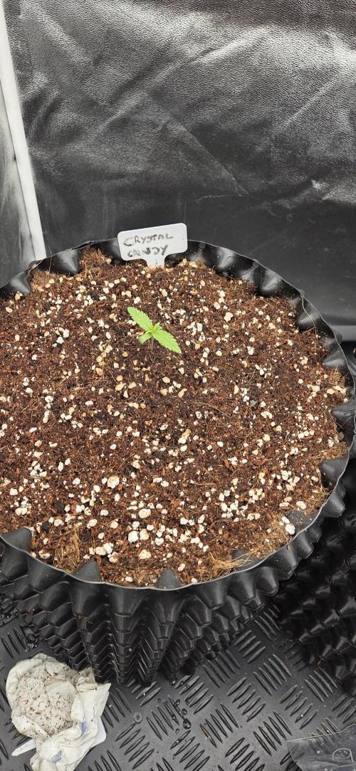 Crystal Candy. Week 1
