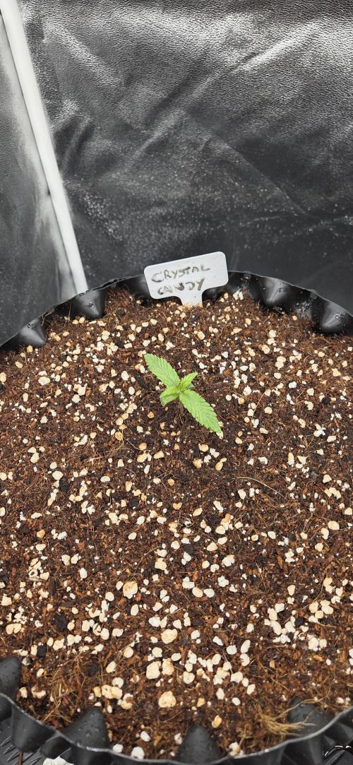 Crystal Candy. Week 1