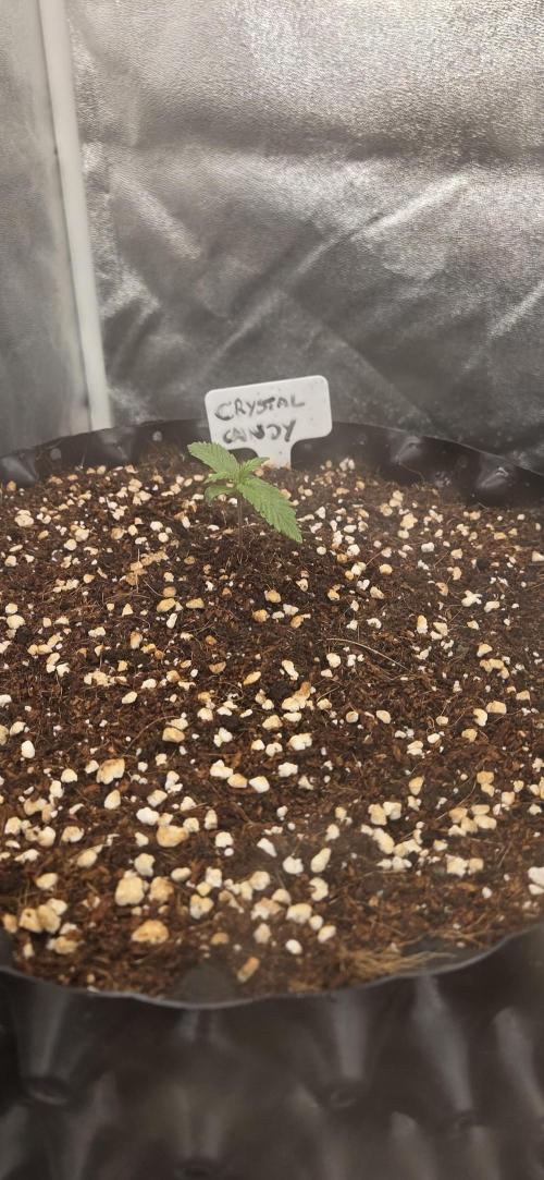 Crystal Candy. Week 1