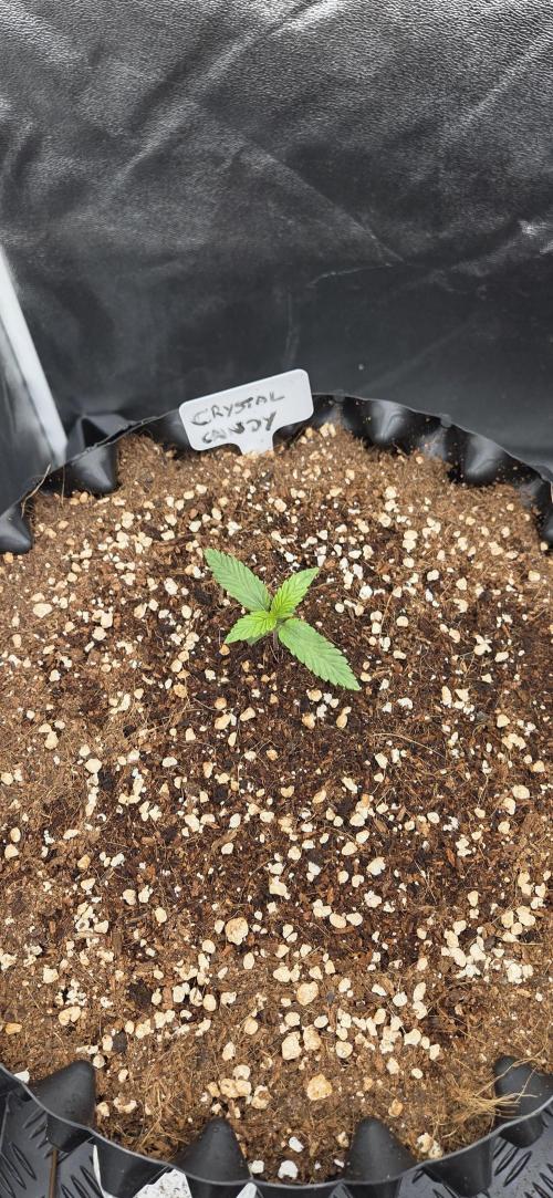 Crystal Candy. Week 1