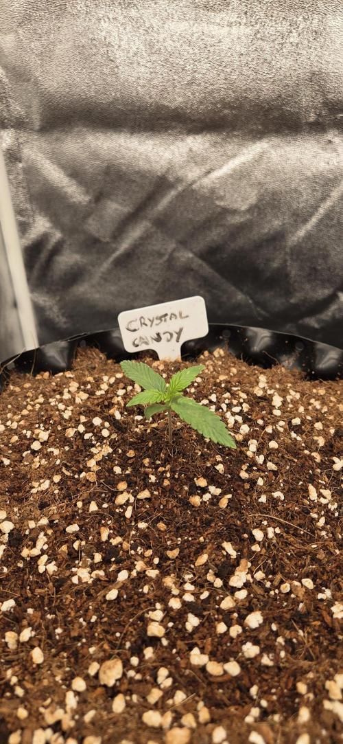 Crystal Candy. Week 1