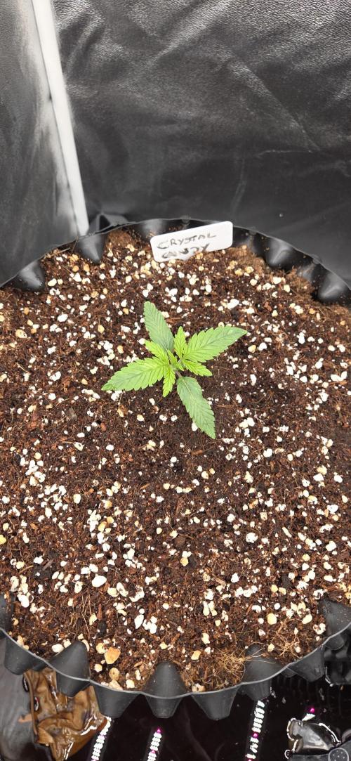 Crystal Candy. Week 1