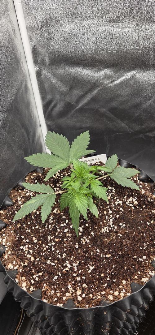 Crystal Candy. Week 2