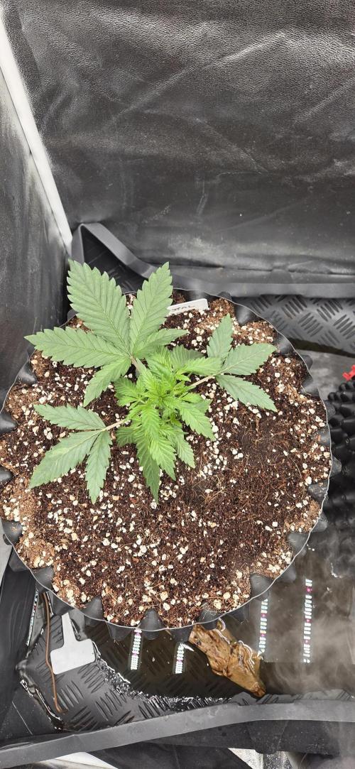 Crystal Candy. Week 2