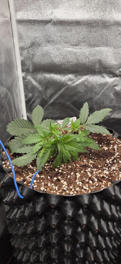 Crystal Candy. Week 2