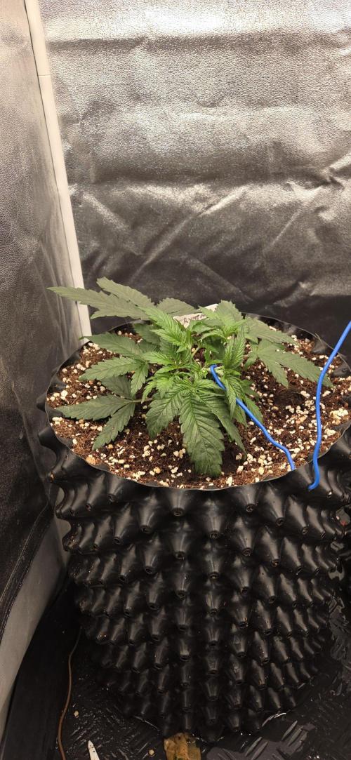 Crystal Candy. Week 2