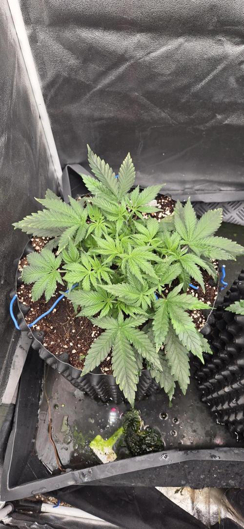 Crystal Candy. Week 3