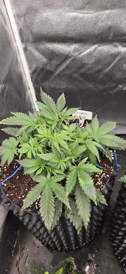 Crystal Candy. Week 3