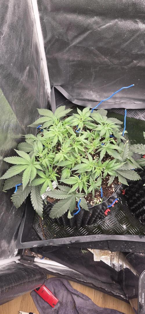 Crystal Candy. Week 3