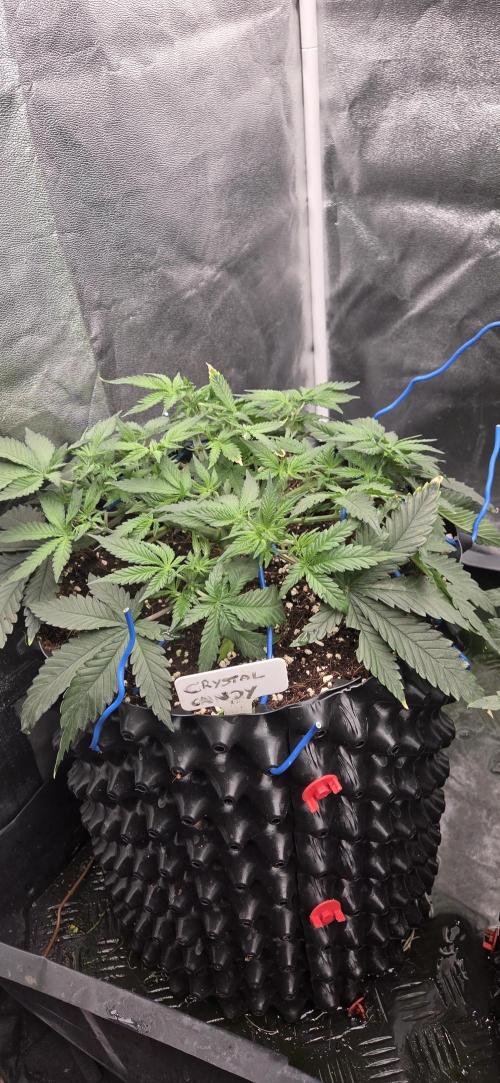 Crystal Candy. Week 3