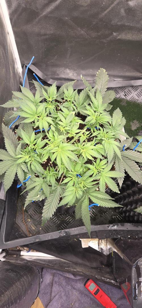 Crystal Candy. Week 4