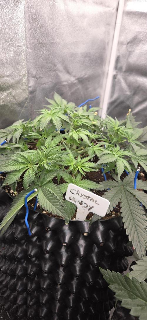 Crystal Candy. Week 4