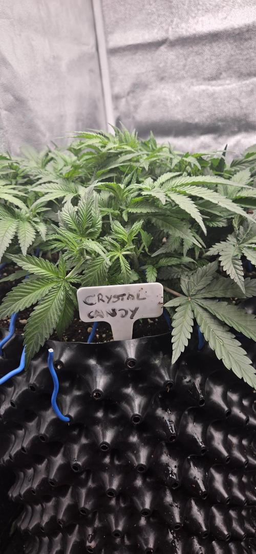 Crystal Candy. Week 5