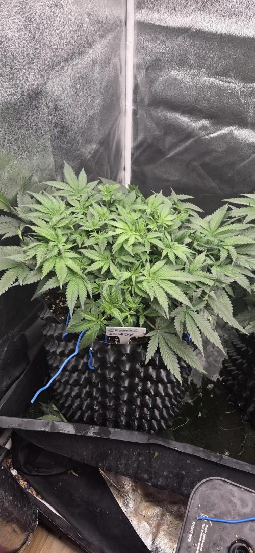 Crystal Candy. Week 5