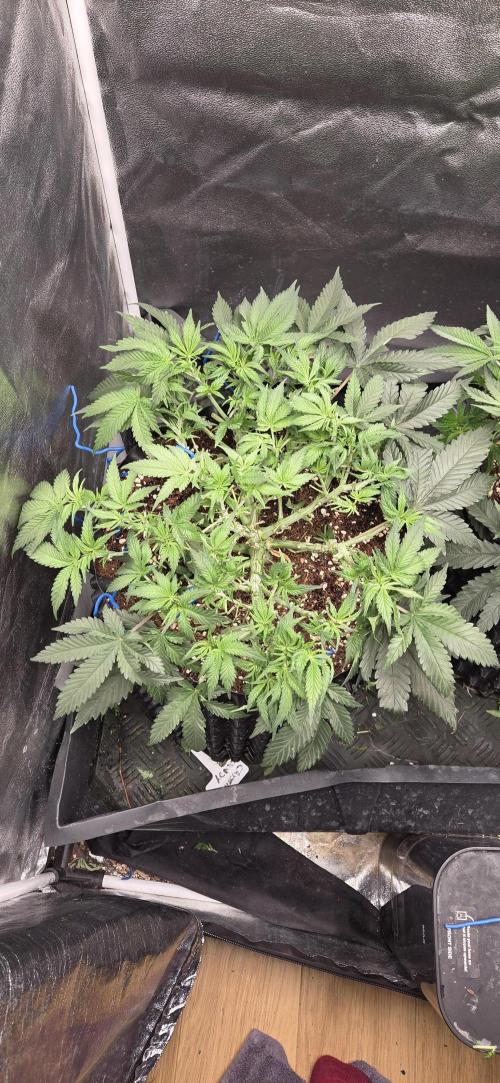 Crystal Candy. Week 5