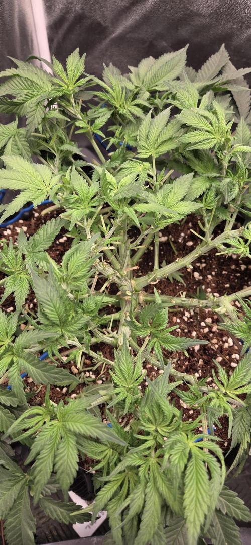 Crystal Candy. Week 5
