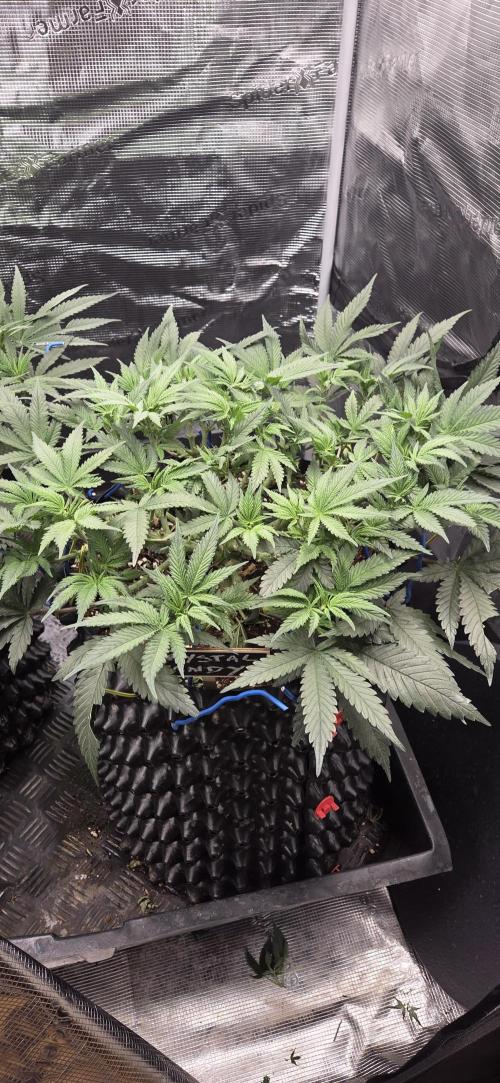 Crystal Candy. Week 5