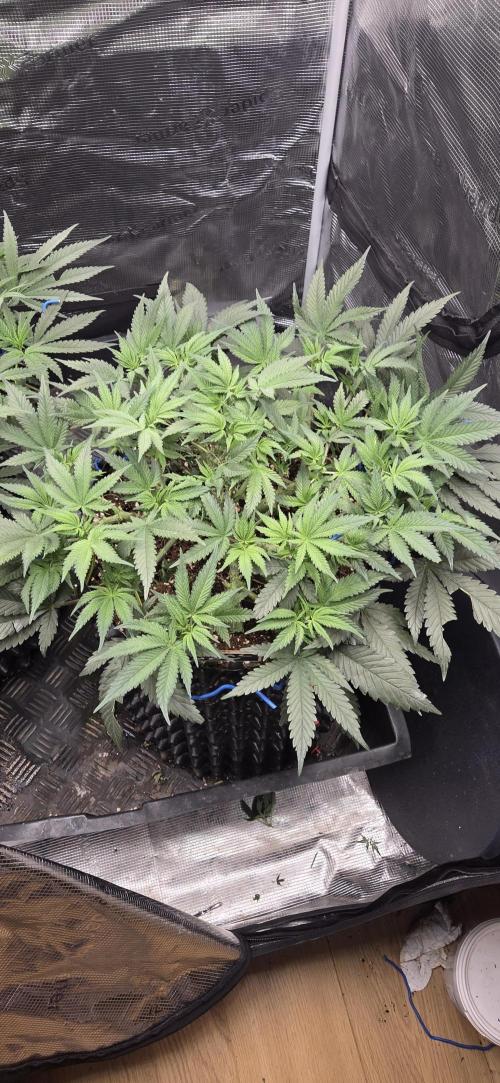 Crystal Candy. Week 5
