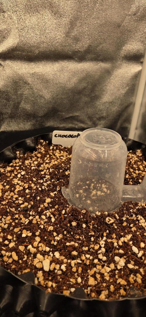 Chocolope. Week 0