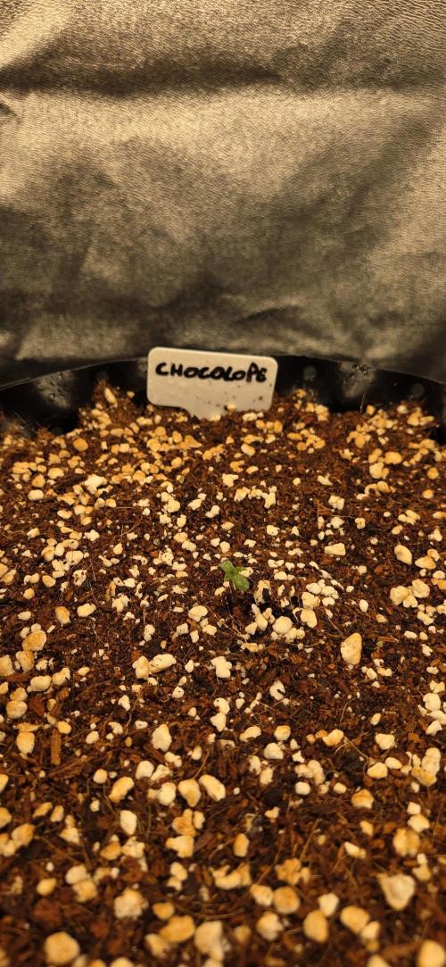 Chocolope. Week 0