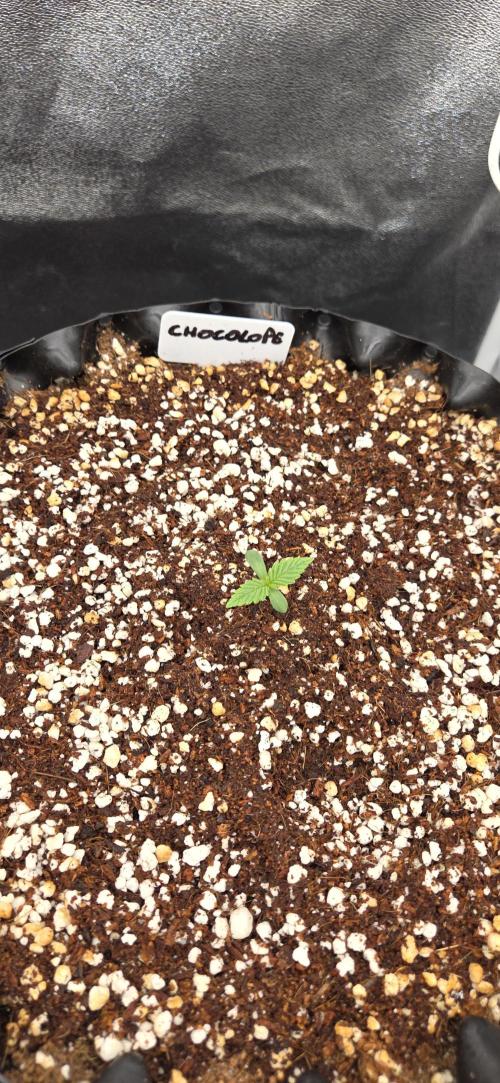 Chocolope. Week 1