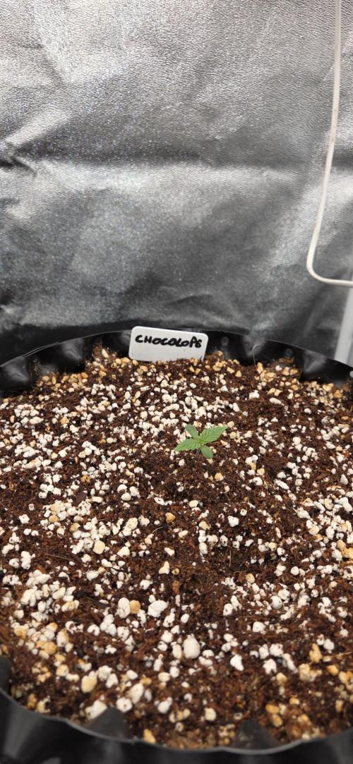 Chocolope. Week 1