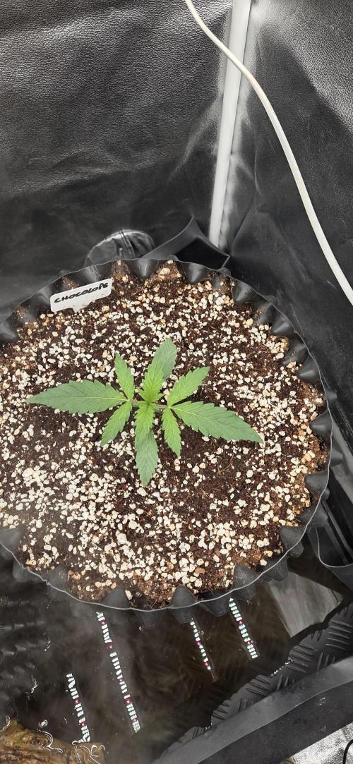 Chocolope. Week 1