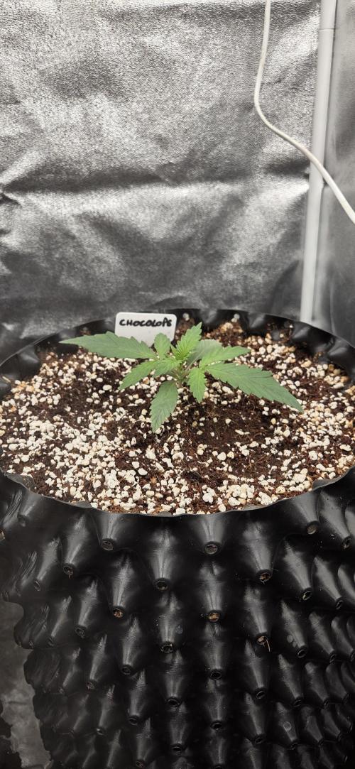 Chocolate Haze. Week 1