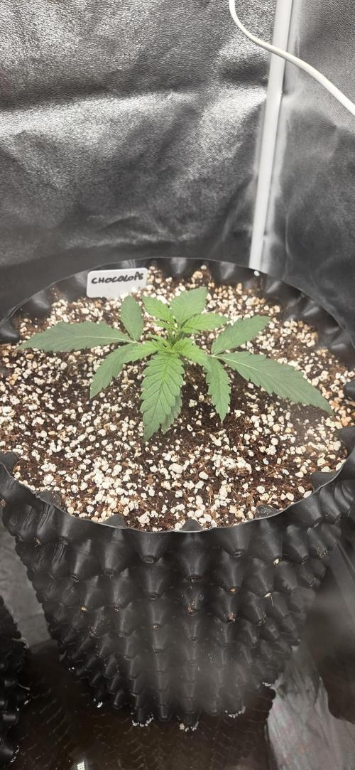 Chocolope. Week 2