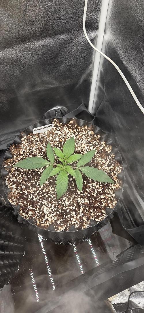 Chocolope. Week 2