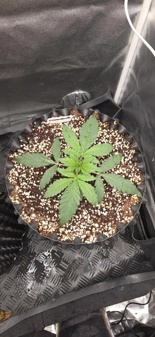 Chocolope. Week 2