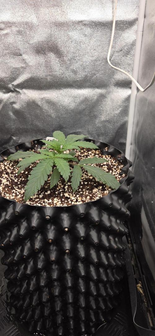 Chocolate Haze. Week 2